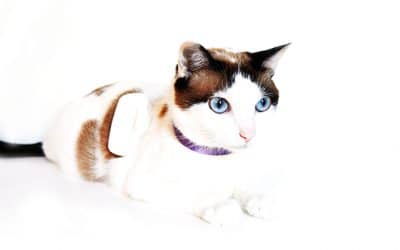 Gosi, el gps para mascotas que te ayudará a localizar a tu gato