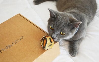 Unboxing de la caja para gatos meowlovebox de junio
