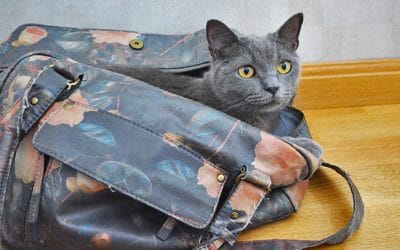 ¿Qué hacemos con nuestro gato cuando nos vamos de vacaciones? Nosotros hemos encontrado la solución.