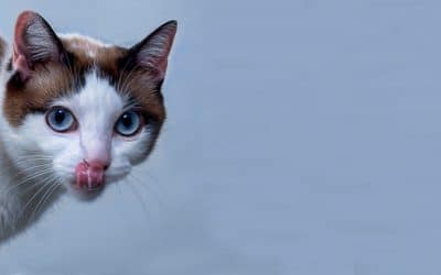 ¿Sabías que cuando tocas a tu gato siente que lo ensucias?