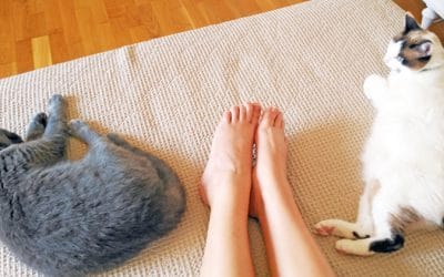 ¿Sabéis las razones por las que vuestros gatos duermen en los pies?