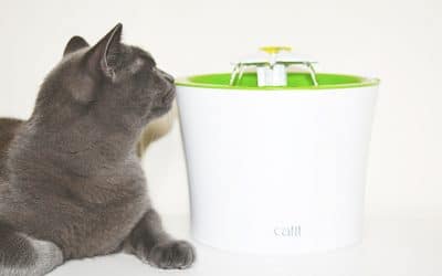 Mini y Grey disfrutan de su fuente de agua para gatos