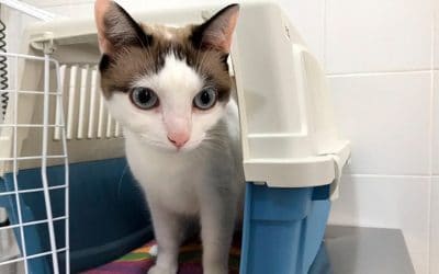 Consejos para llevar a tu gato al veterinario