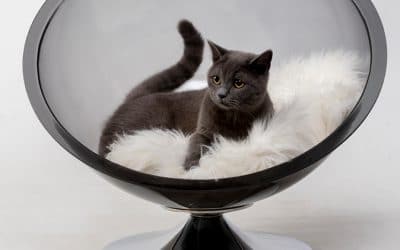 ¿Cuánto cuesta tener un gato en tu vida?