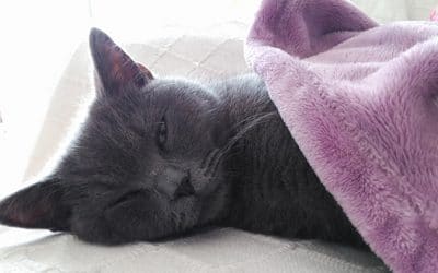 ¿Por qué los gatos duermen tantas horas? Zzzzzz… ¡Descúbrelo!