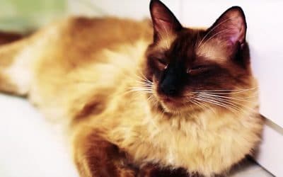 Una protectora de animales consigue 1.000€ gracias a los usuarios de Youtube y Señor Gañán