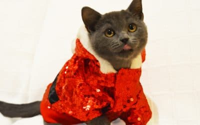 Las mascotas no son un regalo