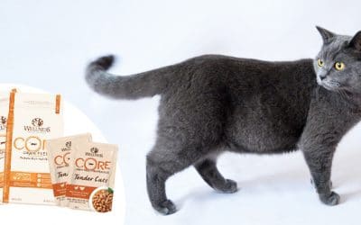 Alimentación mixta para gatos de la mano de Kiwoko