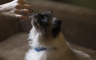 Mi gato solo se come la comida del centro, ¿por qué?