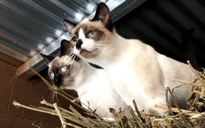 Por qué es importante castrar a tu gato