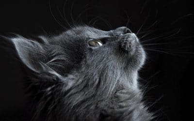 Un golpe muy duro, ¿qué hacer si mi gato se muere?