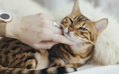 Inmunodeficiencia felina o sida en los gatos, todo lo que necesitas saber